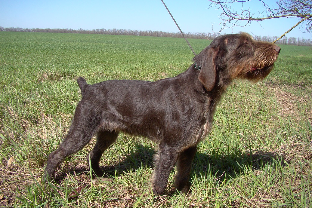 Pudelpointer Dogs, Animals, Breeds