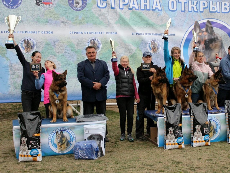 Монопородная выставка немецких. Монопородная выставка немецких овчарок.